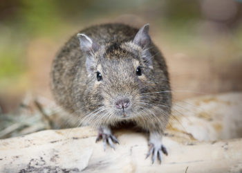 degu haltung