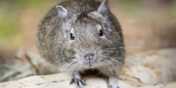 degu haltung