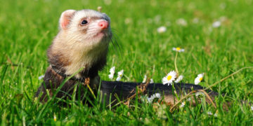 frettchen als haustier