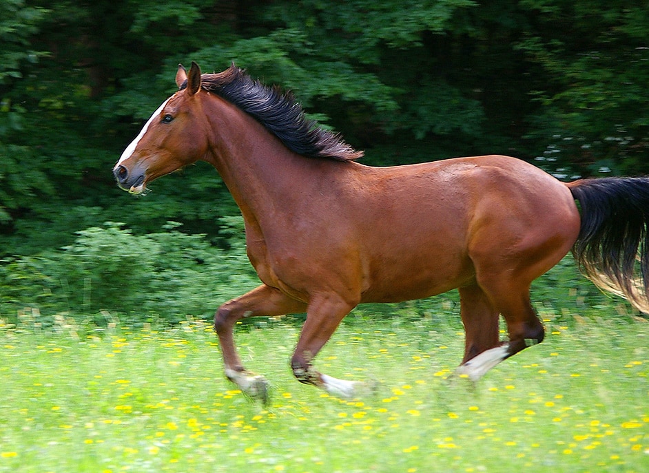 hannoveraner pferd