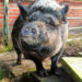 minischwein als haustier