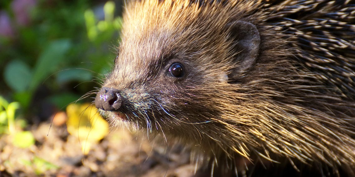 Weitere Tierarten Archive haustierwelt.de Alles rund