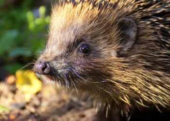 Minischwein Als Haustier Halten Ratgeber Haltung Rassen Gesundheit