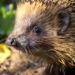 igel im garten