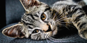 geschlechtsbestimmung katze