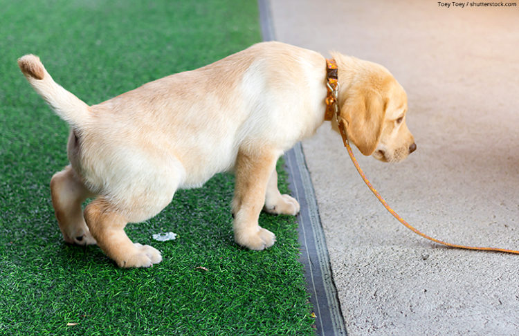 Hundeklo die Toilette für den Hund in der Wohnung