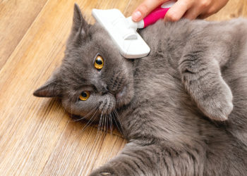 Anleitung Zur Geschlechtsbestimmung Bei Katzen
