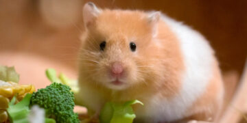 hamster haltung