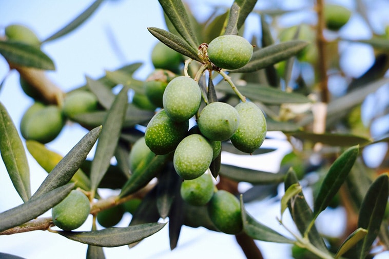 olivenöl hund