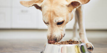 welches oel fuer hund